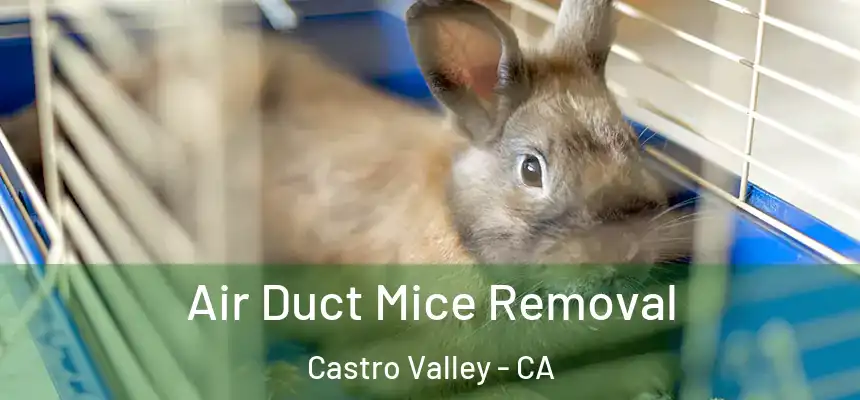  Air Duct Mice Removal Castro Valley - CA