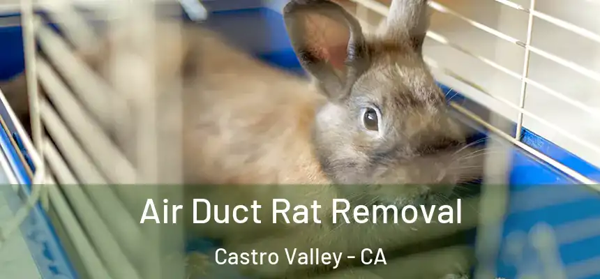  Air Duct Rat Removal Castro Valley - CA