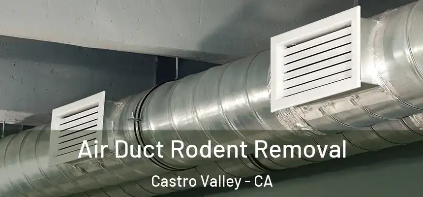  Air Duct Rodent Removal Castro Valley - CA