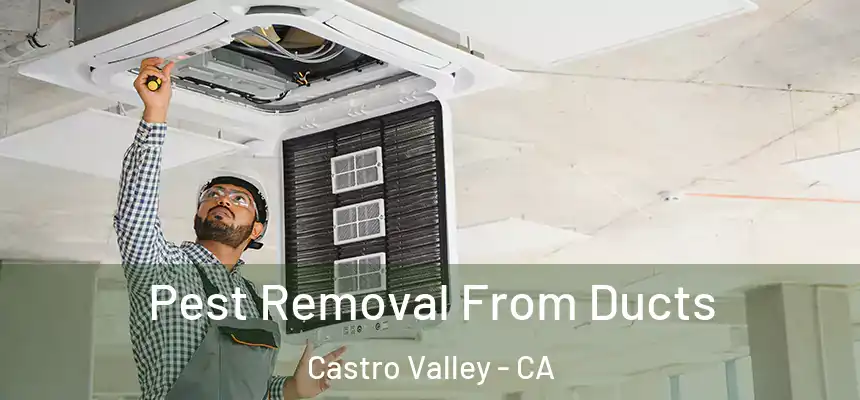  Pest Removal From Ducts Castro Valley - CA