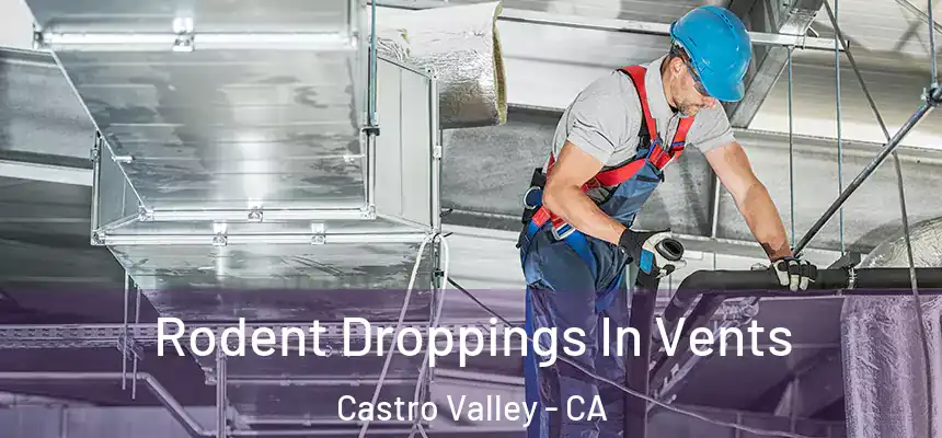  Rodent Droppings In Vents Castro Valley - CA
